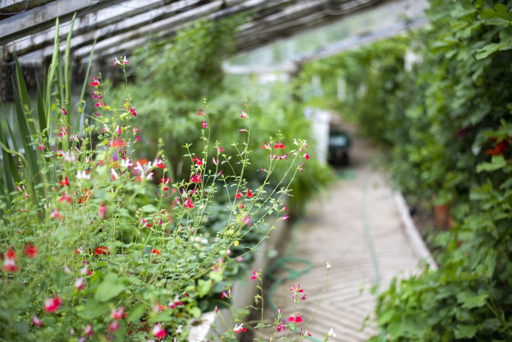 From Kitchen to Rose Gardens - The Greenhouse in Huntington Castle and Gardens