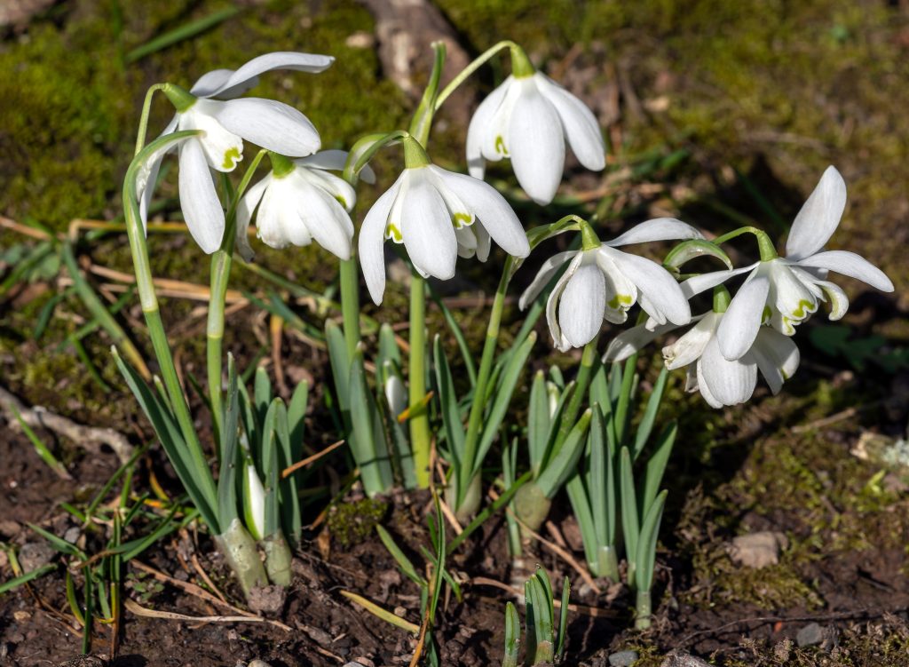 Snowdrops (galanthus) Flore Pleno an early winter spring flower