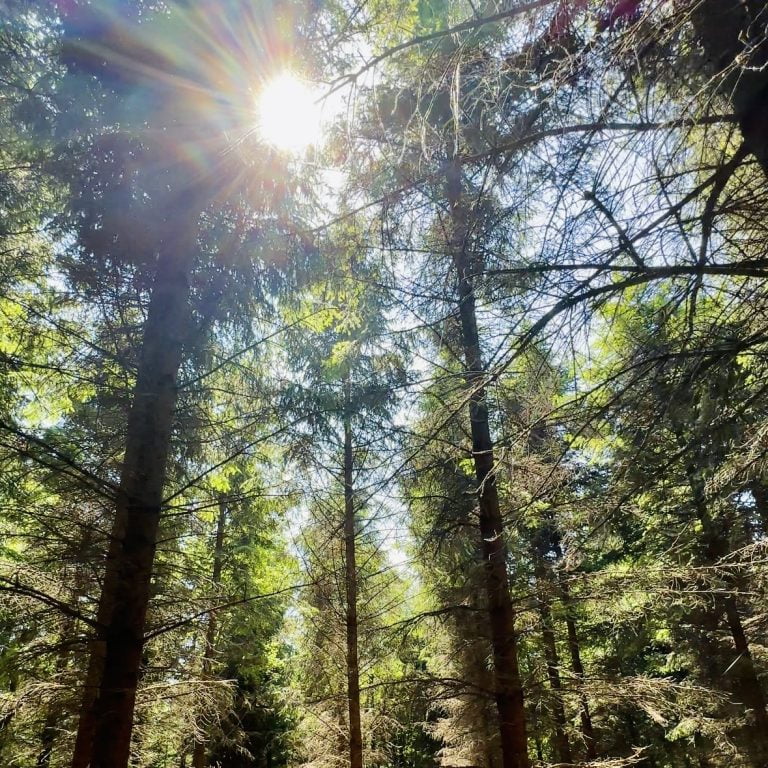 Rath Wood Forest Trees