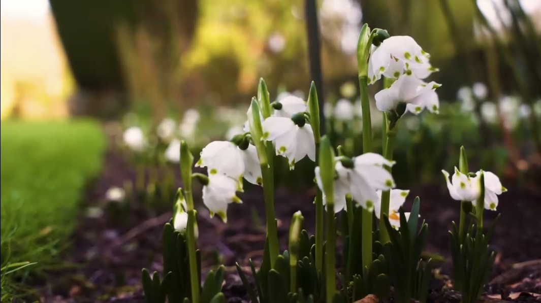 Snowdrops Altamont Gardens