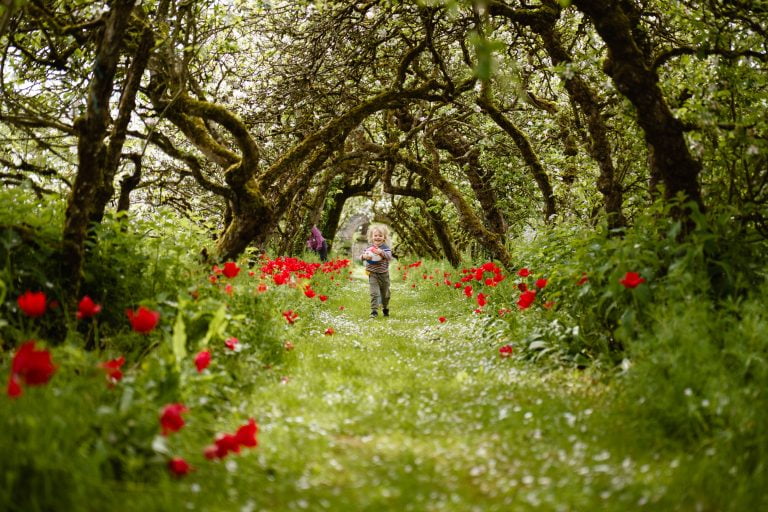 Shankill Castle and Gardens