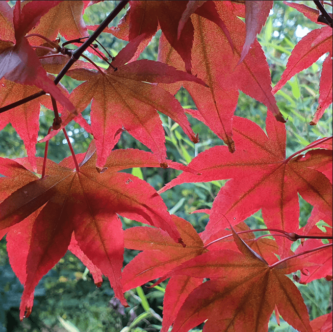 Kilgraney Autumn Colours Cover Image