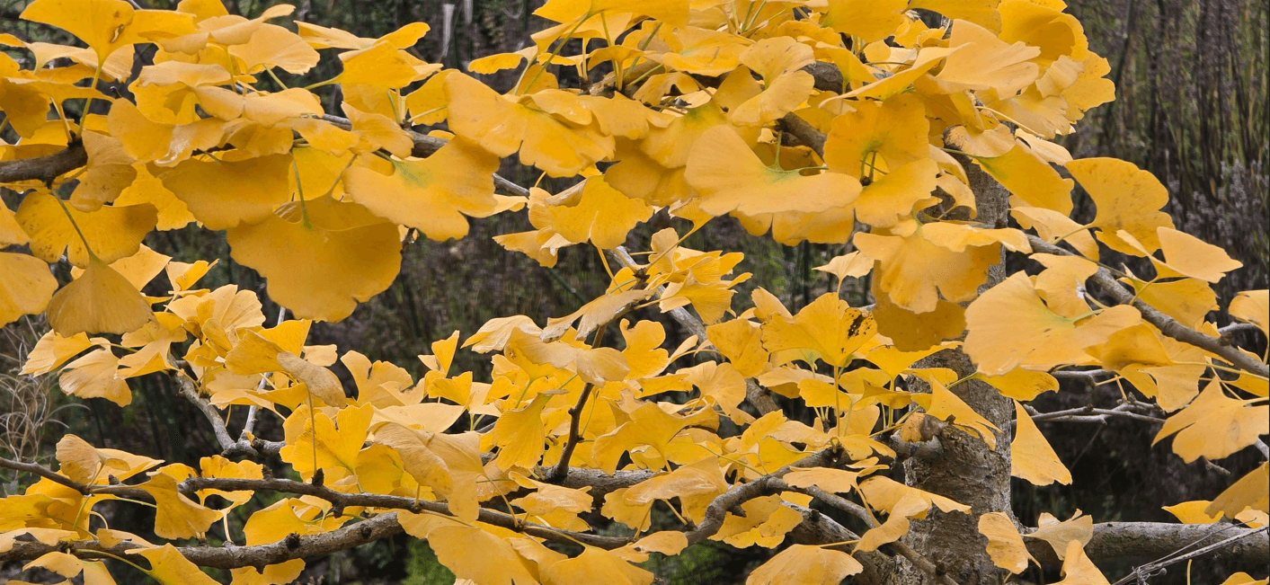 Kilgraney Ginko
