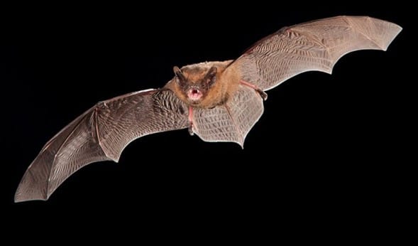 Altamont Bat walk