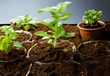 plant health and soil science