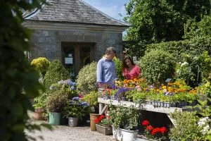 Altamont Plant Sales, Tullow, Co. Carlow Altamont Plant Sales, Tullow, Co. Carlow