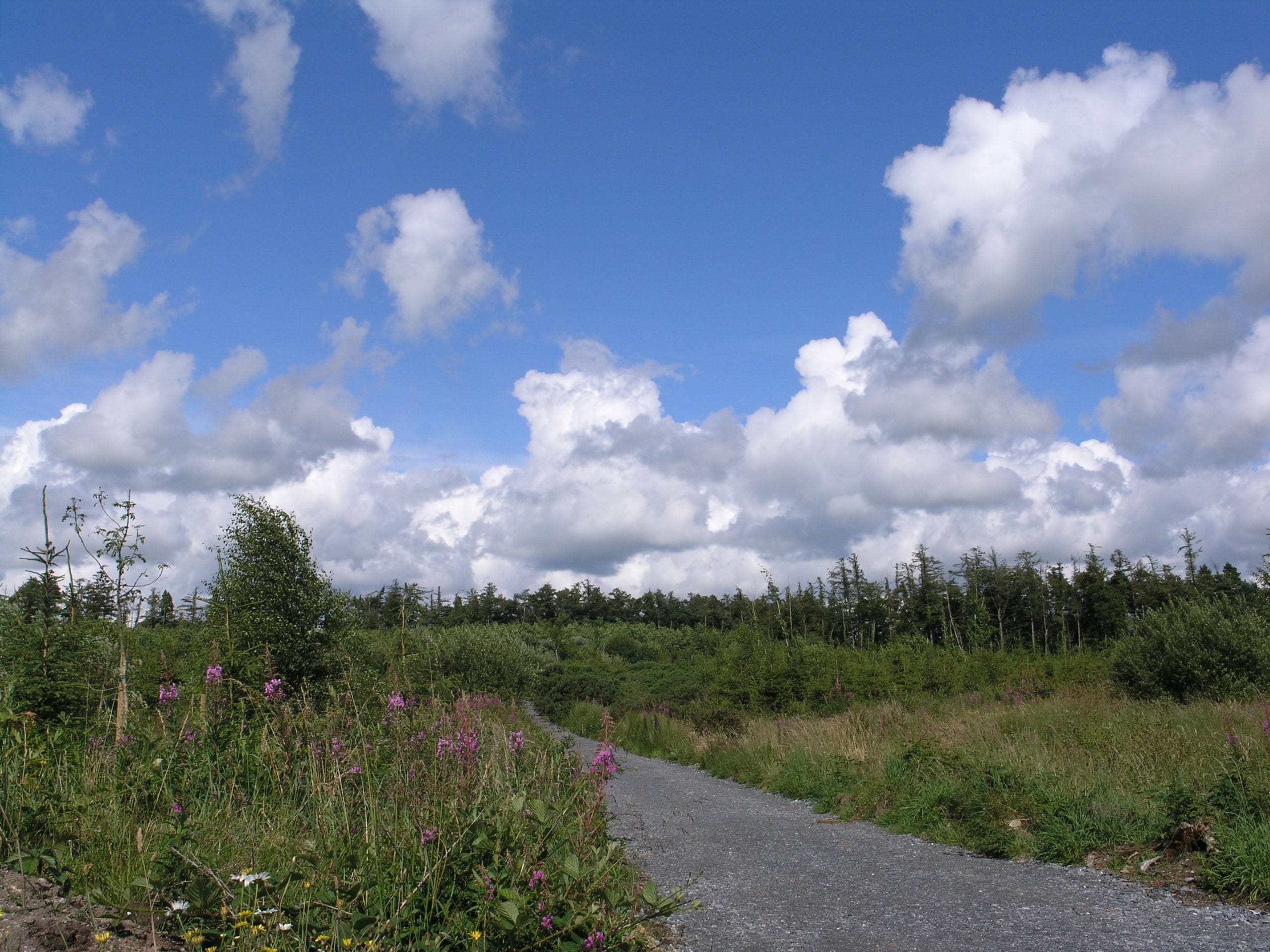Rath Wood, near Tullow