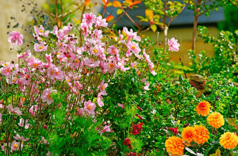 Autumn Perennials-Altamont