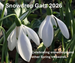 snowdrop gala cover image