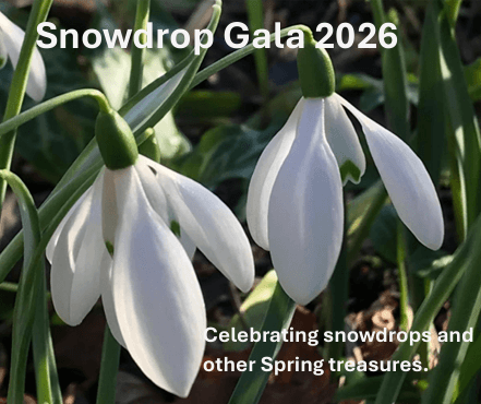 snowdrop gala cover image