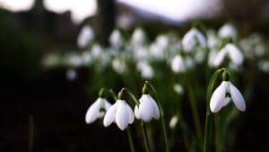 Atlamont Snowdrops (15)