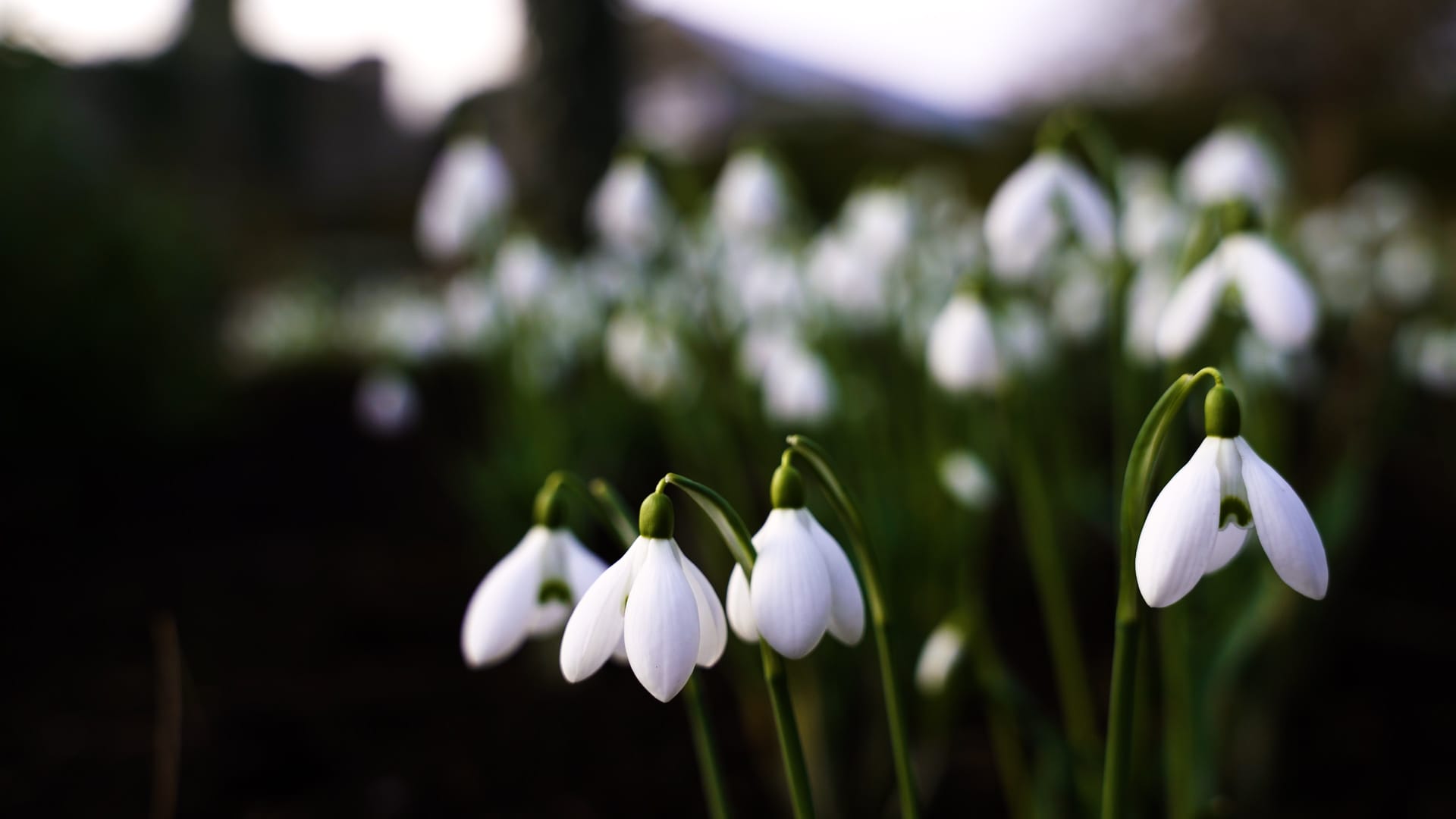 Atlamont Snowdrops (15)