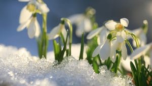 snowdrops-02
