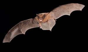 Bat Walk