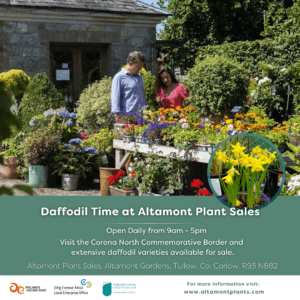 Daffodils 2026 Altamont Plant Sales