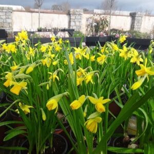 Daffodil Time at Delta Sensory Gardens