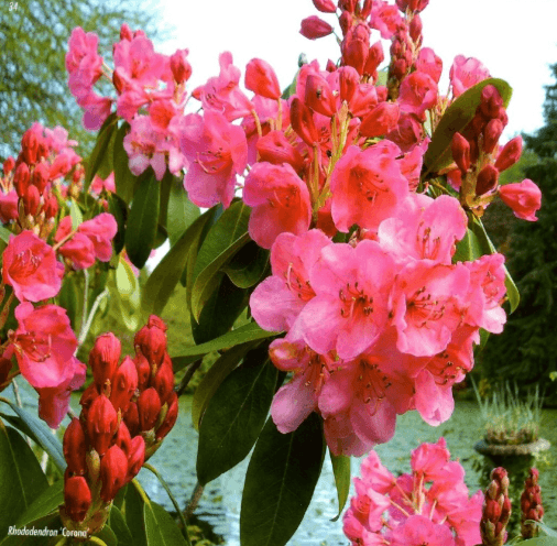 Rhododendron Week
