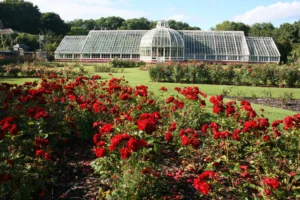 Roses_Ardgillan – Altamont Plants