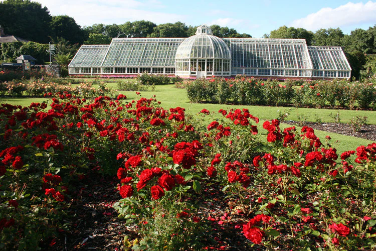 Roses_Ardgillan – Altamont Plants